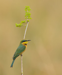 Little Bee-eater (Merops pusillus)