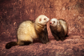 h&uuml;bsche Frettchen