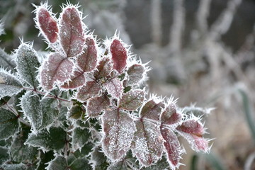 Hard rime on frozen leaves of Mahonia aquifolium (Oregon-grape)
