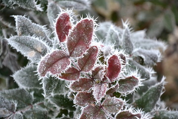 Hard rime on frozen leaves of Mahonia aquifolium (Oregon-grape)