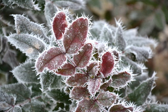Hard rime on frozen leaves of Mahonia aquifolium (Oregon-grape)