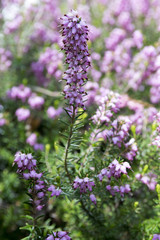 Obraz premium Erica carnea protected woodland flower in bloom, small flowers and leaves on little shrub