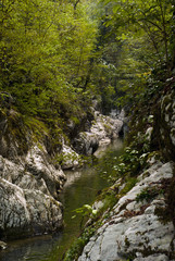 landscape: a picturesque stone canyon of a small creek in a tropical forest with wrinkled white rocks