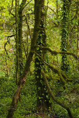 vertical background - tropical forest: moss and ivy-covered tree trunks and branches close-up on a blurred background of similar vegetation