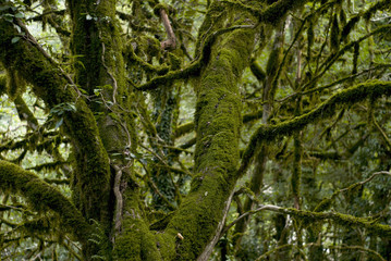 background - tropical forest: moss and ivy-covered tree trunks and branches close-up on a blurred background of similar vegetation