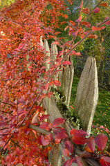 The fence made of wood covered with moss and bushes.  The red leaves of the bushes cover the fence.In the background is grass and landscaped orchard. The boundary that strives towards the sky.  