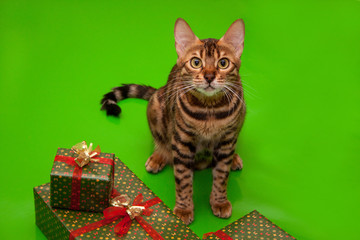Beautiful bengal cat is sitting near the New Year's gifts. Traditional holidays.