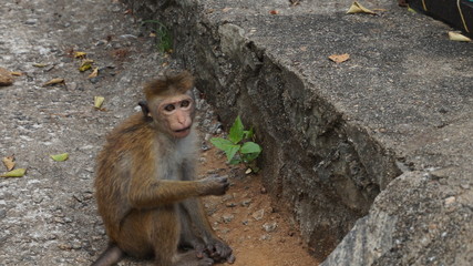 Obraz premium Monkey