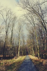 Weg durch einen winterlichen Buchenwald