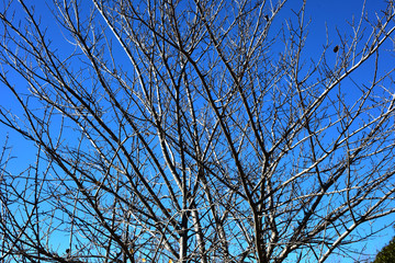 Italy, Puglia region, typical countryside landscapes. Walnut trees in winter.