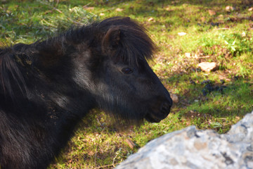 Italy, Puglia region, typical countryside landscapes. Pony horses grazing.