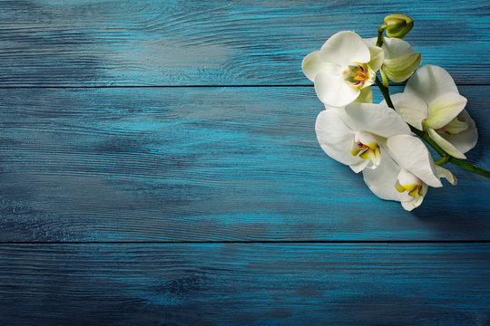 Branch of white Orchid on the  blue wooden background