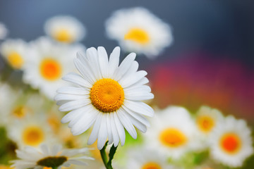 Chamomile among flowers