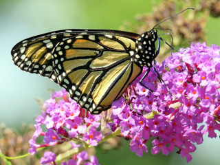 Toronto Lake Monarch on buddleja flower 2016