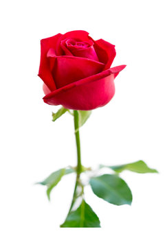 Close up image of a big beautiful fresh red rose,  isolated on the vertical orientation white background with clipping path.