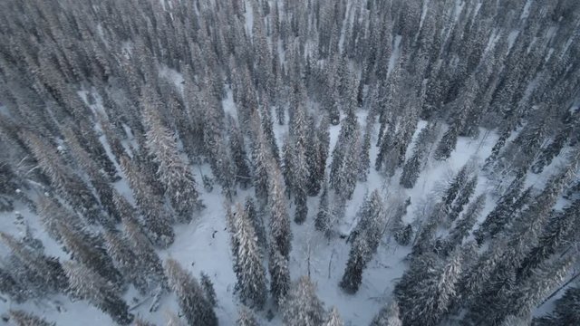 Pan right aerial, snowy forest in Finland
