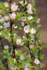 The Nanking cherry blossom.