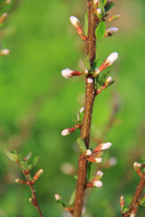 The Nanking cherry blossom.