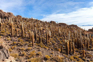 Aitiplano, Cactus island. Bolivia