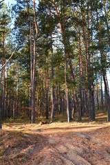 las sosnowy © robert6666