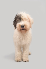 Young old english sheepdog standing on a grey background