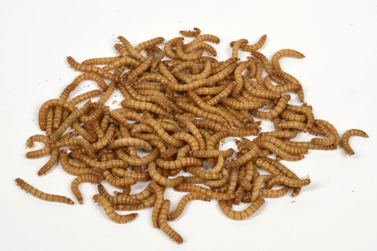 Mehlw&uuml;rmer (Tenebrio molitor)