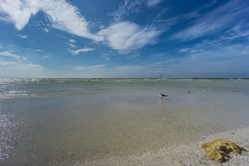Fototapeta na wymiar USA, Florida, Perfect empty white sand beach of honeymoon island with blue sky and a seagull in the water