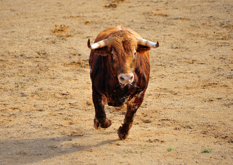 toro en españa