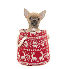 Cute chihuahua puppy dog in a woolen red and white christmas basket