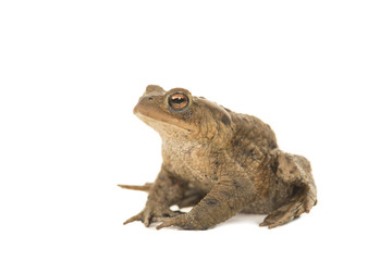 Side view of a toad on a white background
