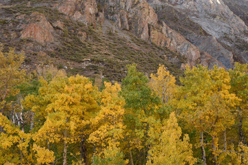 Aspens in McGee Creek Canyon (2), Inyo National Forest, Sierra Nevada, California