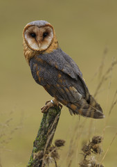 Barn Owl resting on the fence post