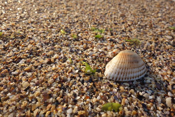 Scallop shell on colorful grit at seashore