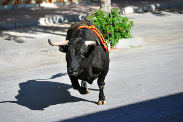 toro en españa