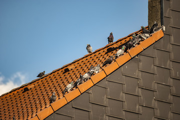 Tauben auf dem Dach