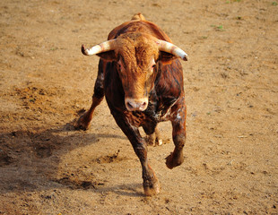 toro en españa