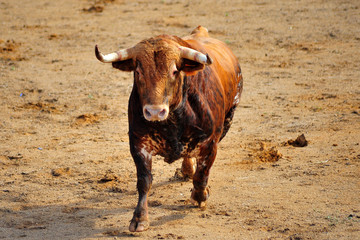 toro en españa
