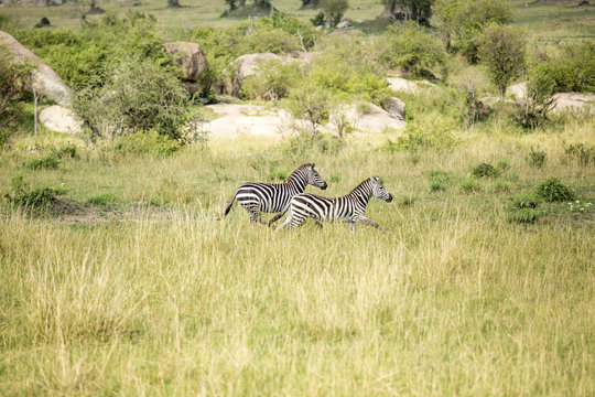 Side view of zebras running on field at Serengeti National Park