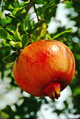 A pomegranate near Agiokampos town. Thessaly region, central Greece.