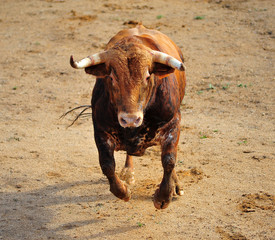 toro en españa