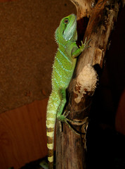 Physignathus cocincinus agama błotna © Katarzyna