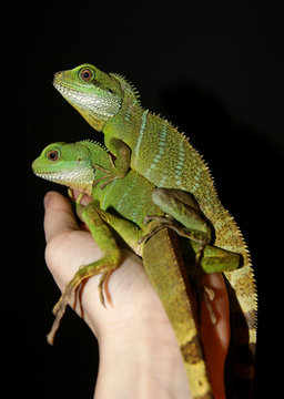 Physignathus cocincinus agama błotna