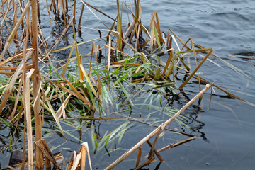Reeds in the lake, Swaying Reed background for web site or mobile devices