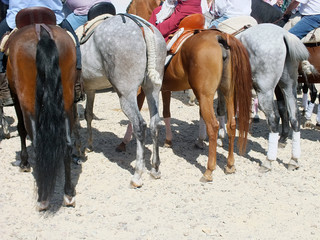 caballos