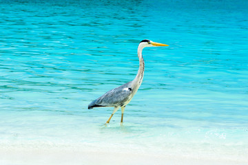 Tropical bird