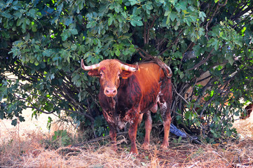 toro en españa