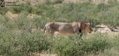 Grumpy Male Kalahari Lion