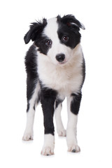 Border Collie Welpe