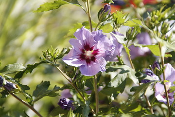 hibiskusblüte in der sonne © Simone