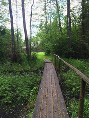 Fototapeta premium Beautiful Belarusian nature. Forest path and bridge covered with moss